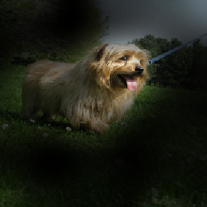 Attention map highlighting the dog region